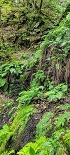 Plants: image 31 Of 208 Thumb